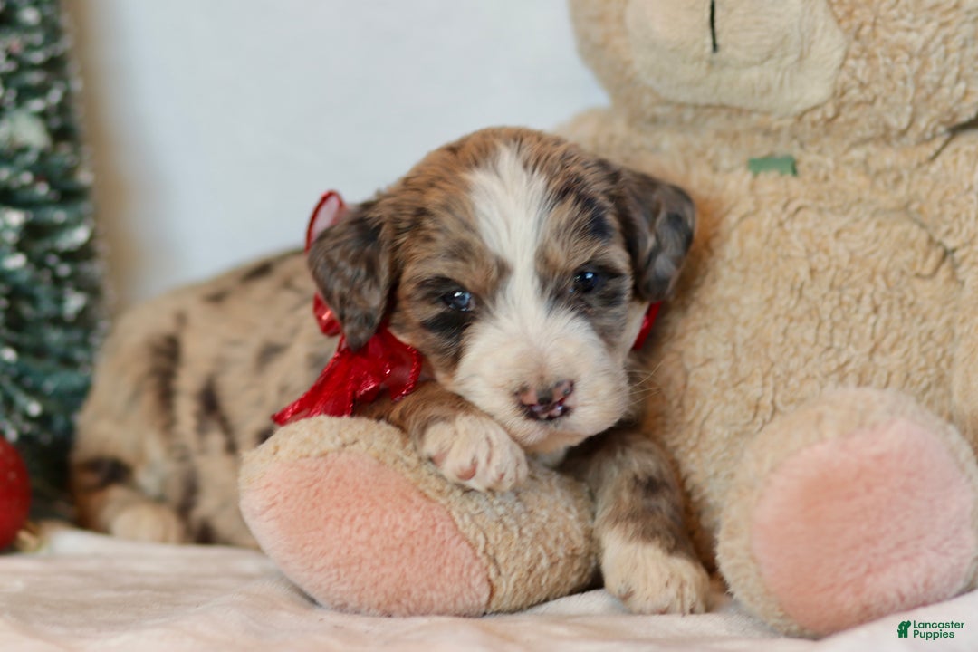 Bernedoodle dogs for sale: Alpine - Ad 8