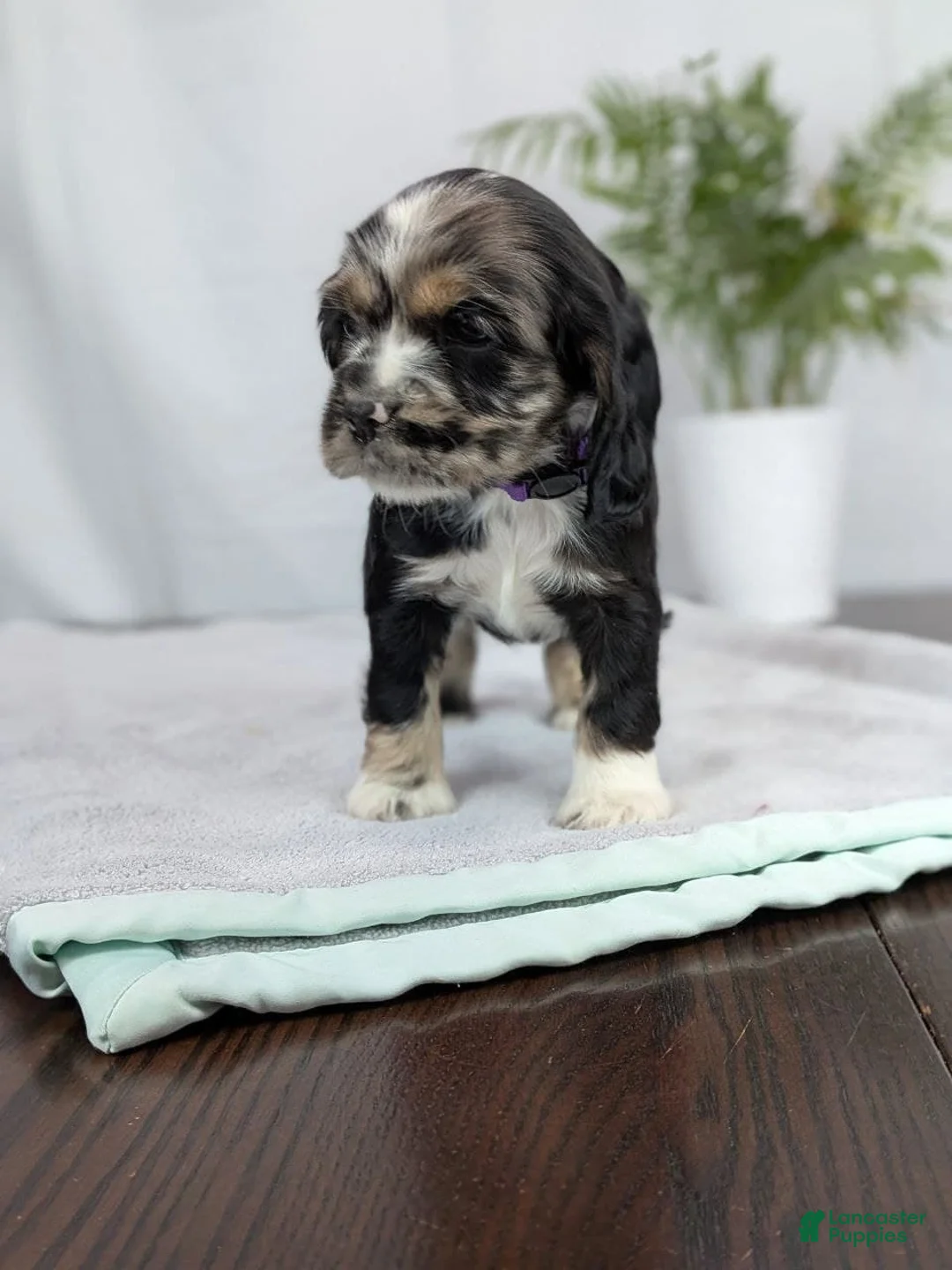 Cocker Spaniel dogs for sale: Cocker Spaniel Puppy 4 - Ad 6