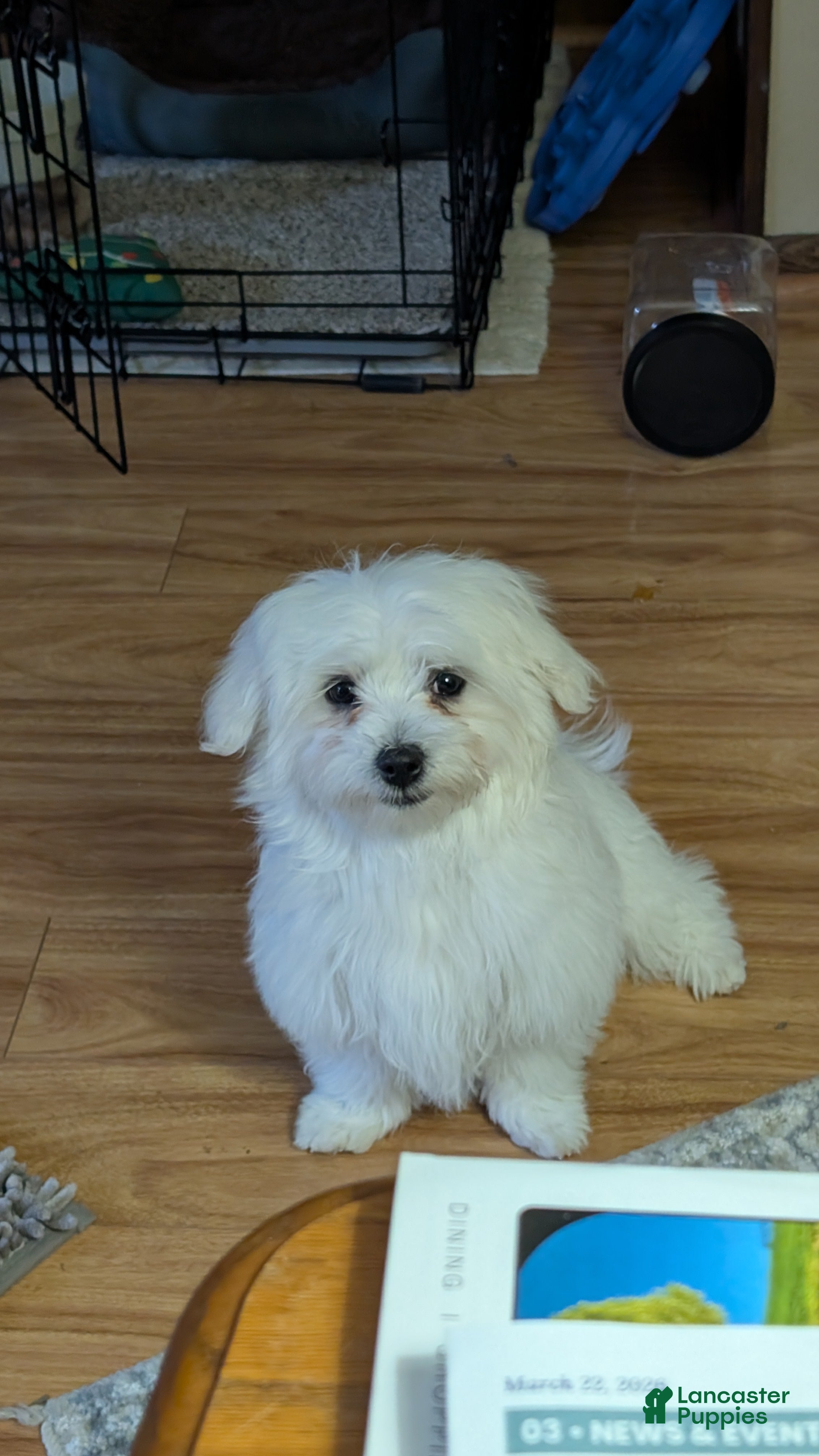 Maltese dogs Maltese Puppy 1 Spanky - Ad 32
