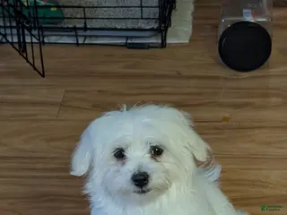 Maltese dogs Maltese Puppy 1 Spanky - Ad 32