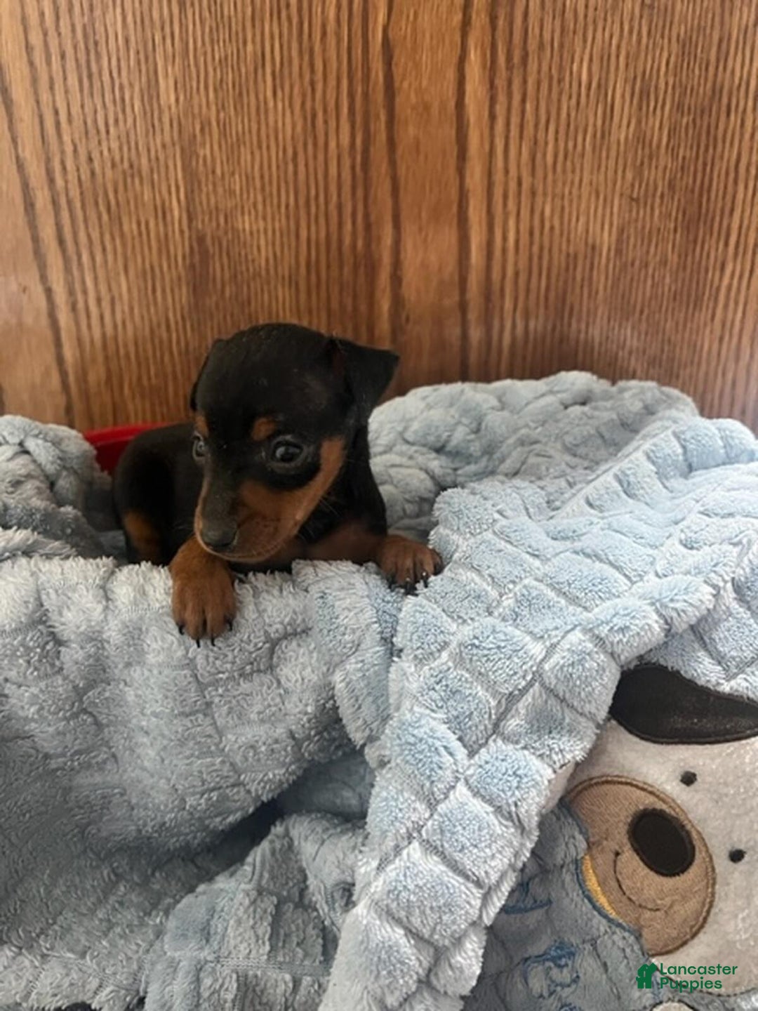 Miniature Pinscher dogs for sale: Sammi - Ad 1