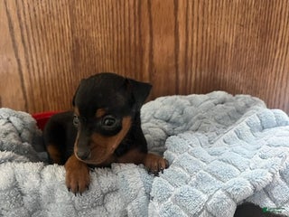 Miniature Pinscher dogs Sammi - Ad 32