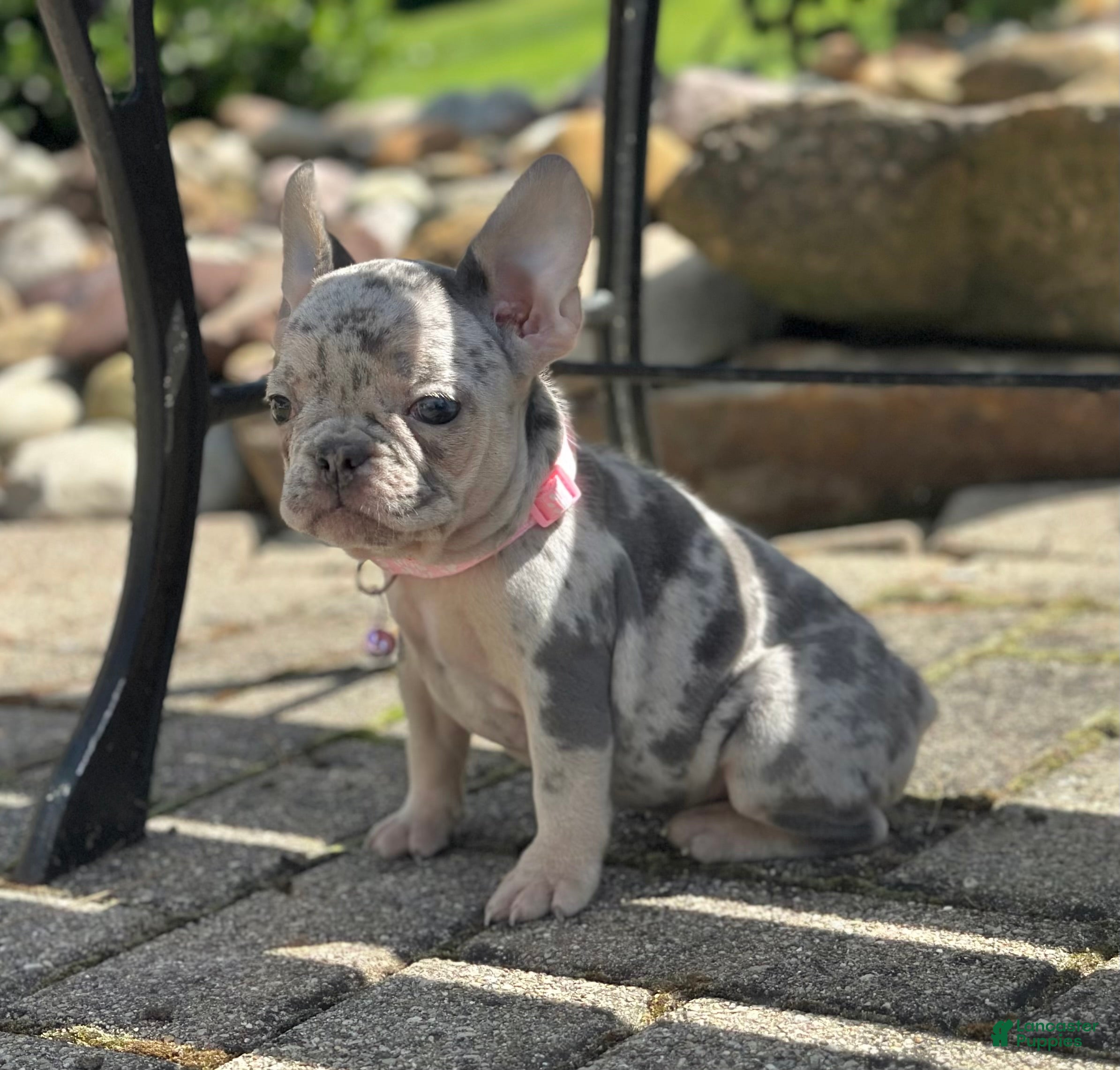 French Bulldog dogs Sherly Video Ad  - Ad 1