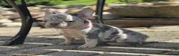 French Bulldog dogs for sale: Sherly Video Ad  - Ad 1