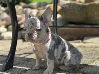 French Bulldog dogs for sale: Sherly Video Ad - Ad 2