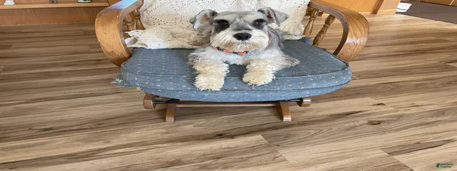 Heidi