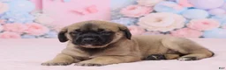 English Mastiff dogs for sale: Molly - Ad 5