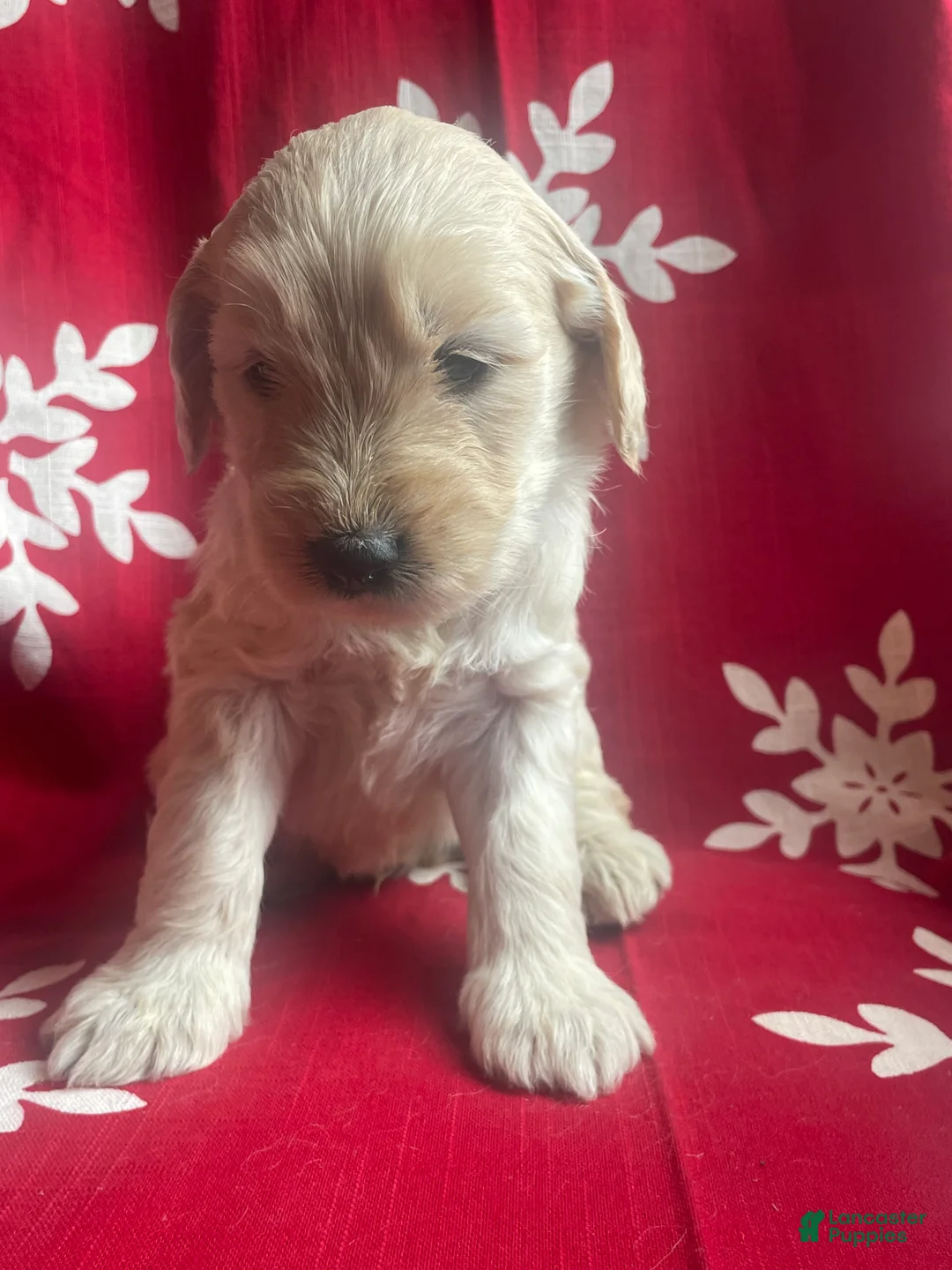 Goldendoodle dogs for sale: Goldendoodle Puppy 5 - Ad 1