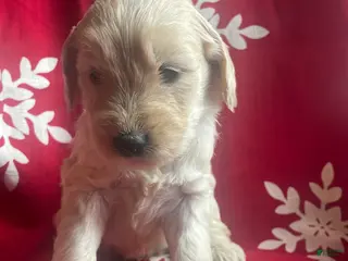 Goldendoodle dogs Goldendoodle Puppy 5 - Ad 3
