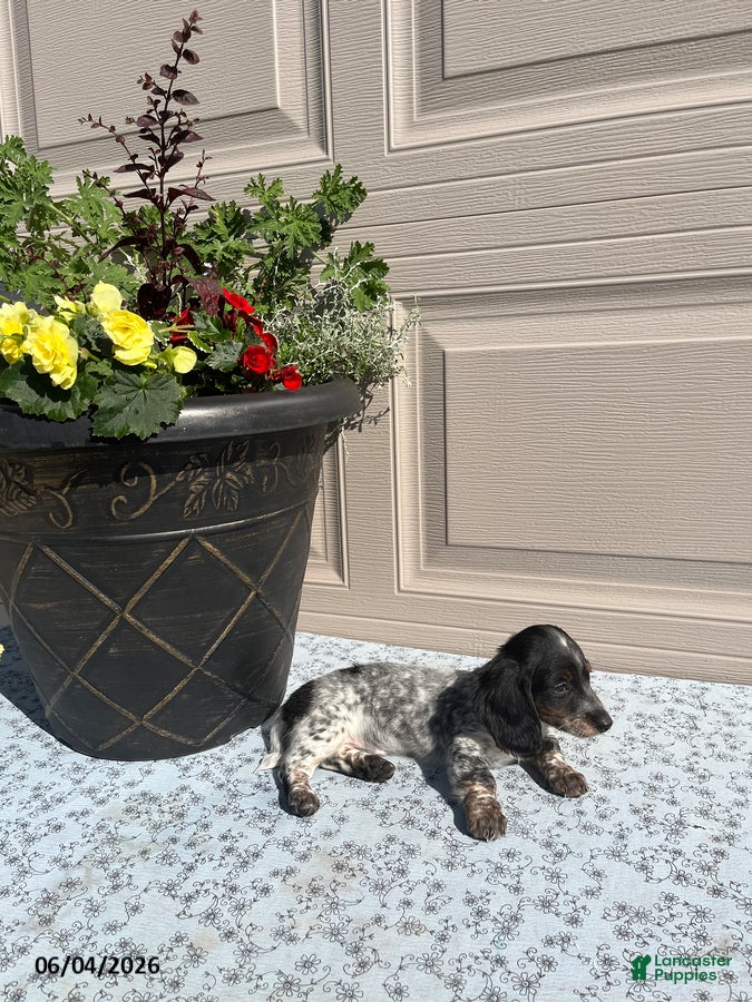 Miniature Dachshund dogs for sale: Sadie - Ad 4