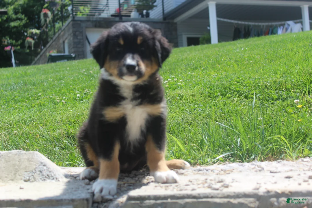 Australian Shepherd dogs for sale: Pansy - Ad 5