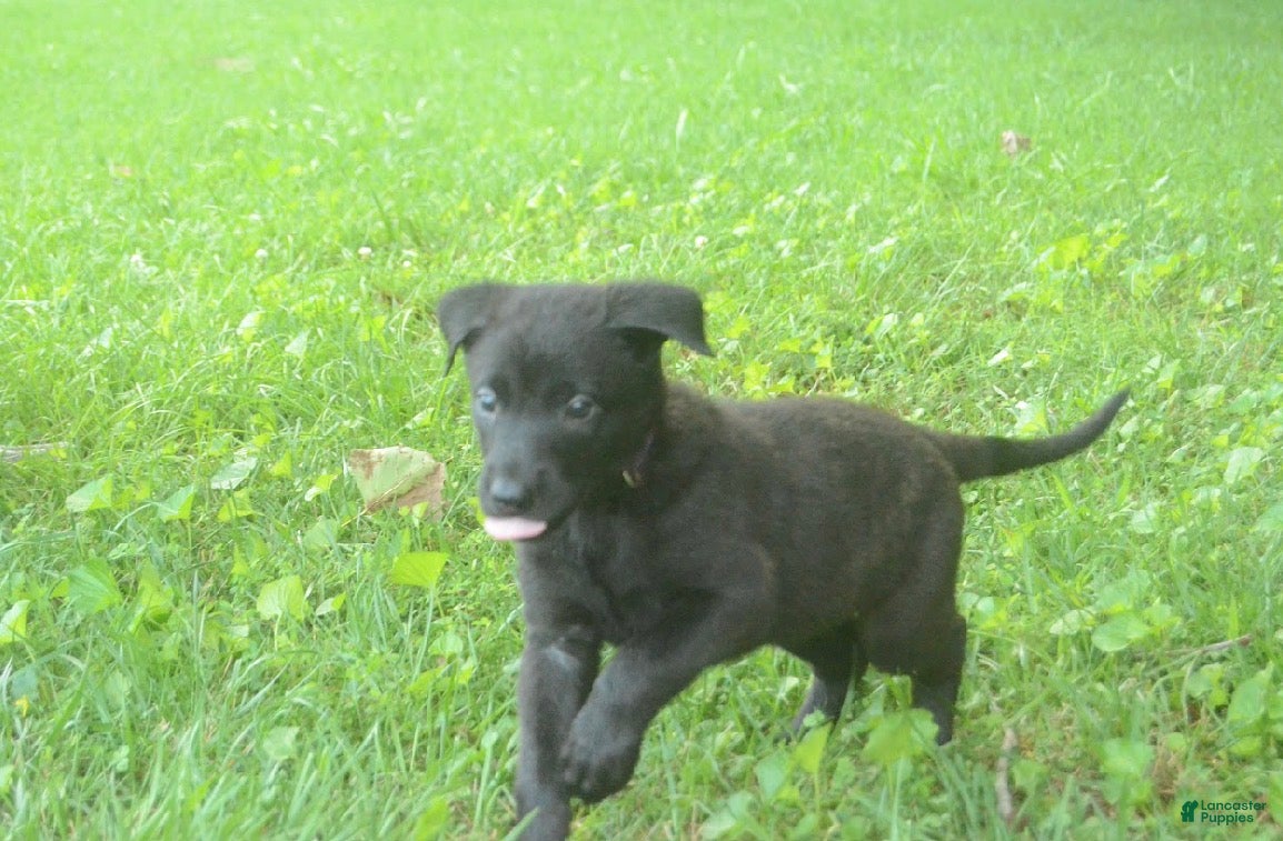 Dutch Shepherd dogs Brynn - Ad 1