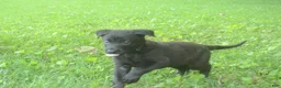 Dutch Shepherd dogs for sale: Brynn - Ad 1