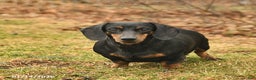 Miniature Dachshund dogs for sale: Luna  - Ad 4