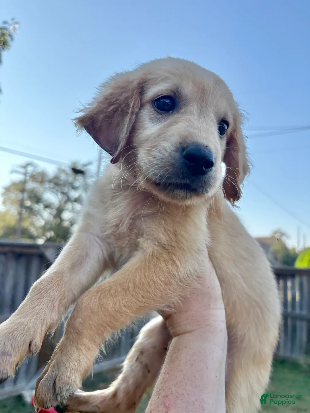 Golden Retriever dogs for sale: Princess Belle  - Ad 2