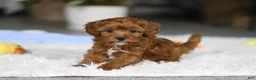 Cavapoo dogs for sale: Tiny Teddy - Ad 10