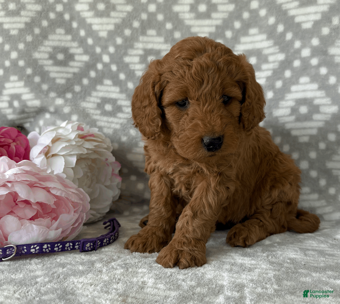 Goldendoodle dogs for sale: Violet - Ad 1