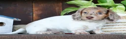 Miniature Dachshund dogs for sale: Skye - Ad 5