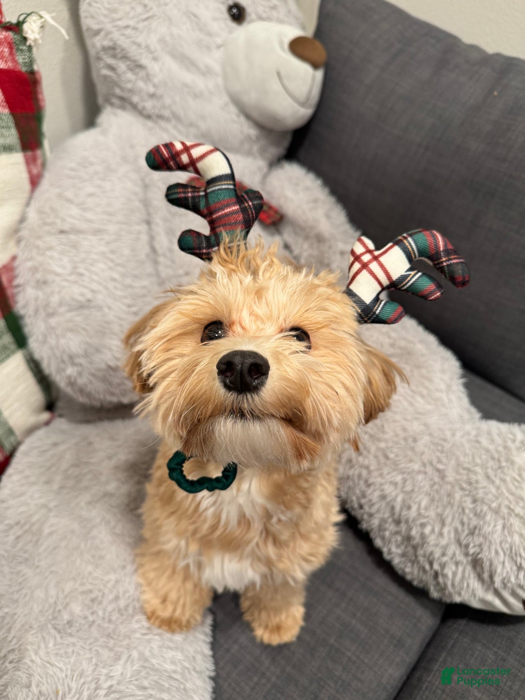 Gallery Image {{count}}