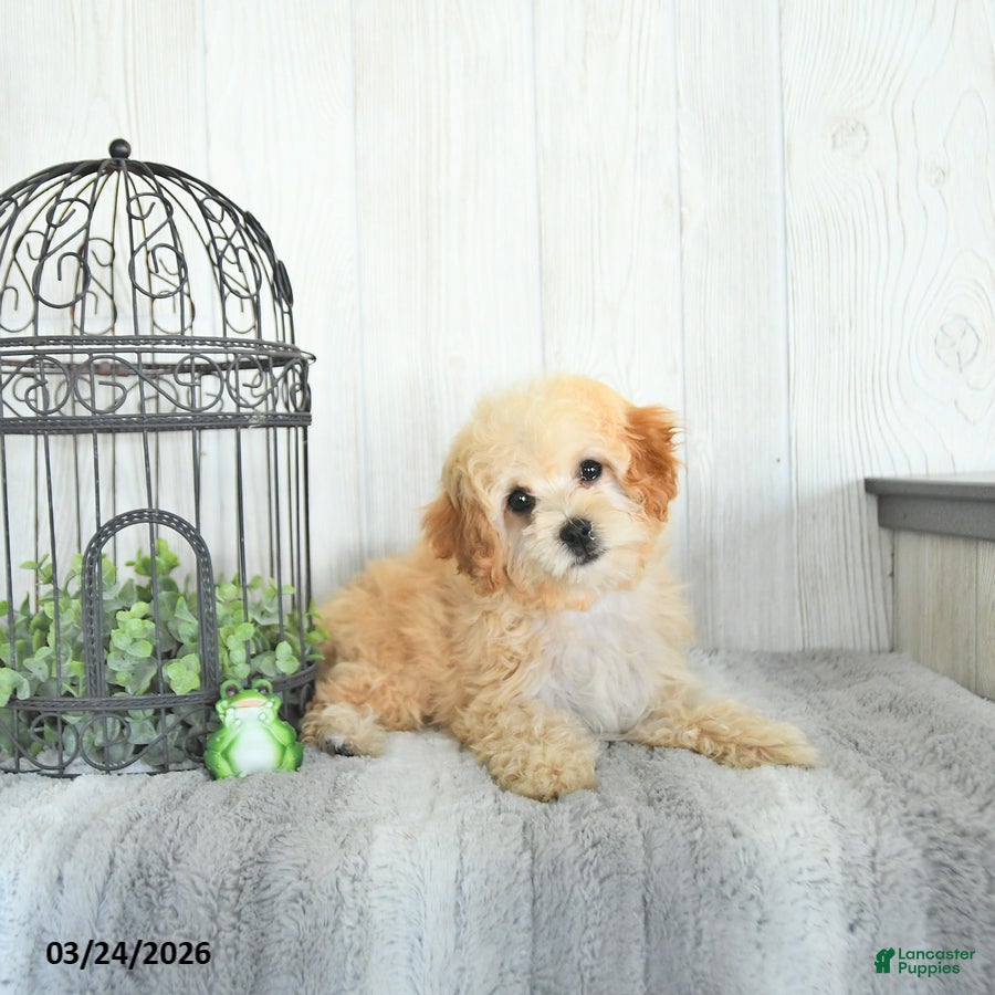 Cockapoo dogs Bo EXTRA SMALL - Ad 1