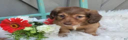 Dachshund dogs for sale: Willow  - Ad 3