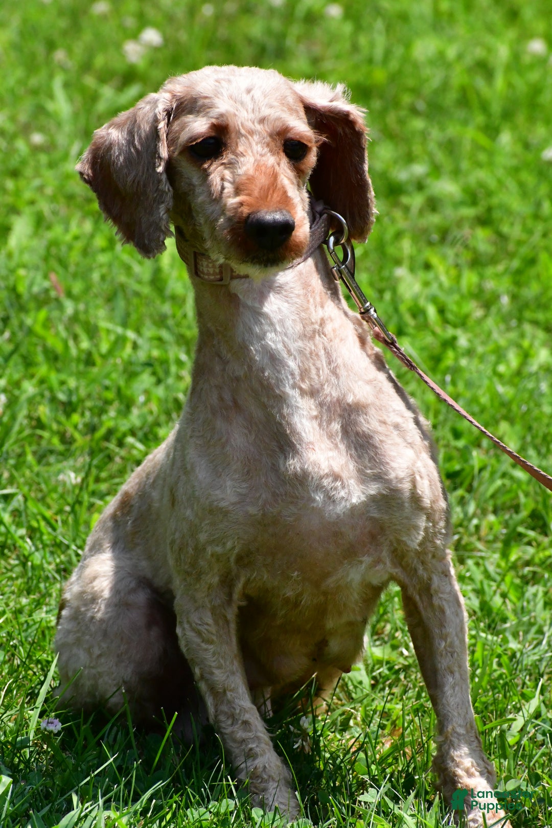 Maltipoo dogs for sale: Jake - Ad 7