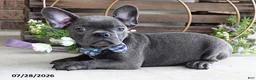Mixed Breed dogs for sale: Kingston - Ad 3