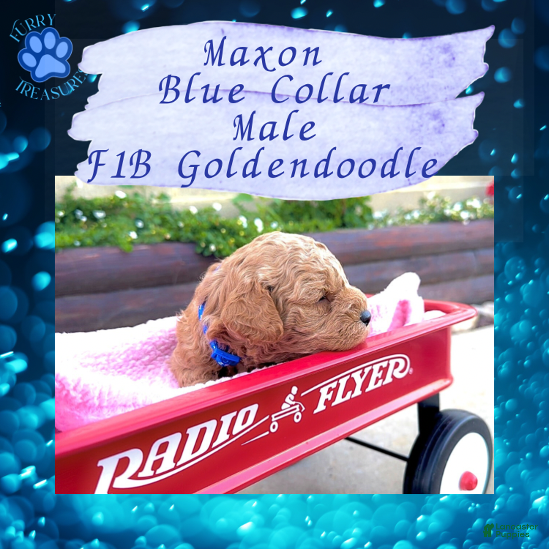 Goldendoodle dogs for sale: Maxon “ Blue Collar” Male - Ad 12