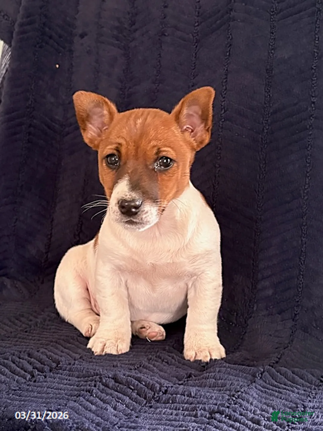Jack Russell Terrier dogs for sale: Xyla - Ad 2