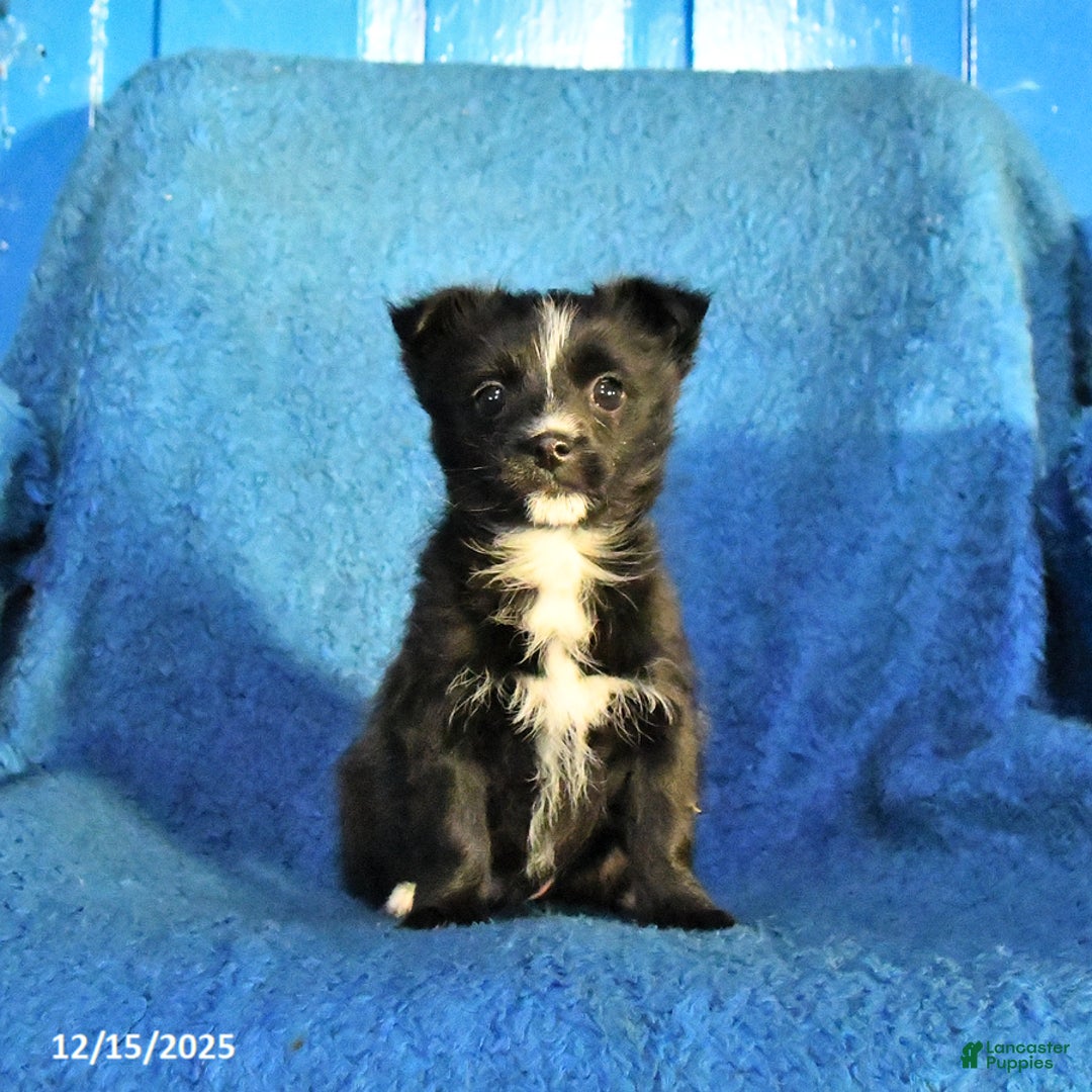 Mixed Breed dogs for sale: Sally - Ad 3