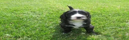 Mixed Breed dogs for sale: Max - Ad 2