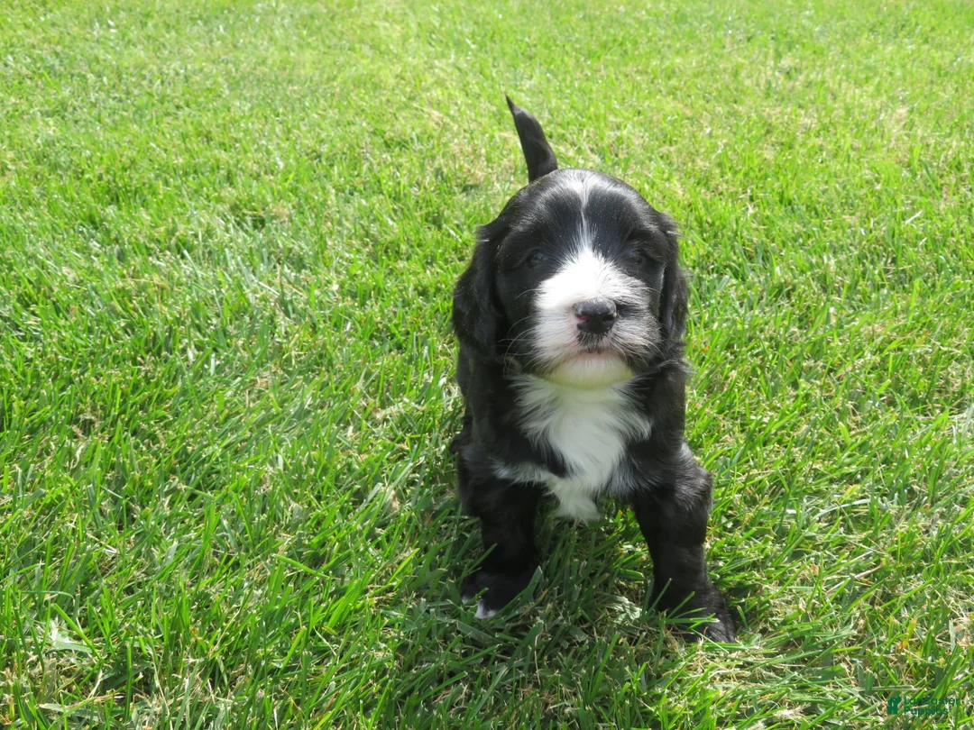 Mixed Breed dogs for sale: Max - Ad 2