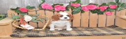 Cavalier King Charles Spaniel dogs for sale: Devon - Ad 5