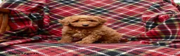 Mini Goldendoodle dogs for sale: Sarge - Ad 1