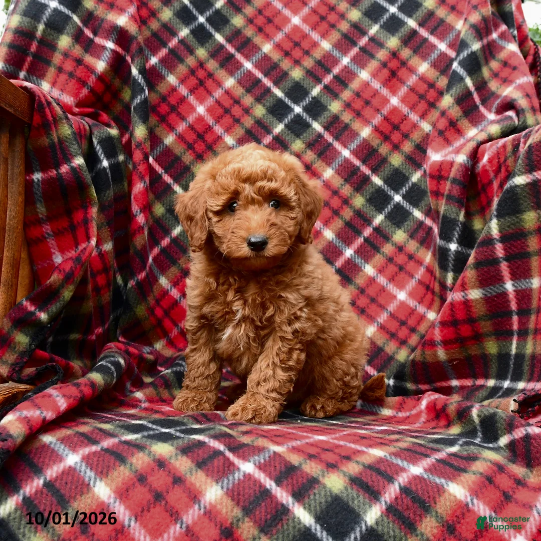 Mini Goldendoodle dogs for sale: Sarge - Ad 1