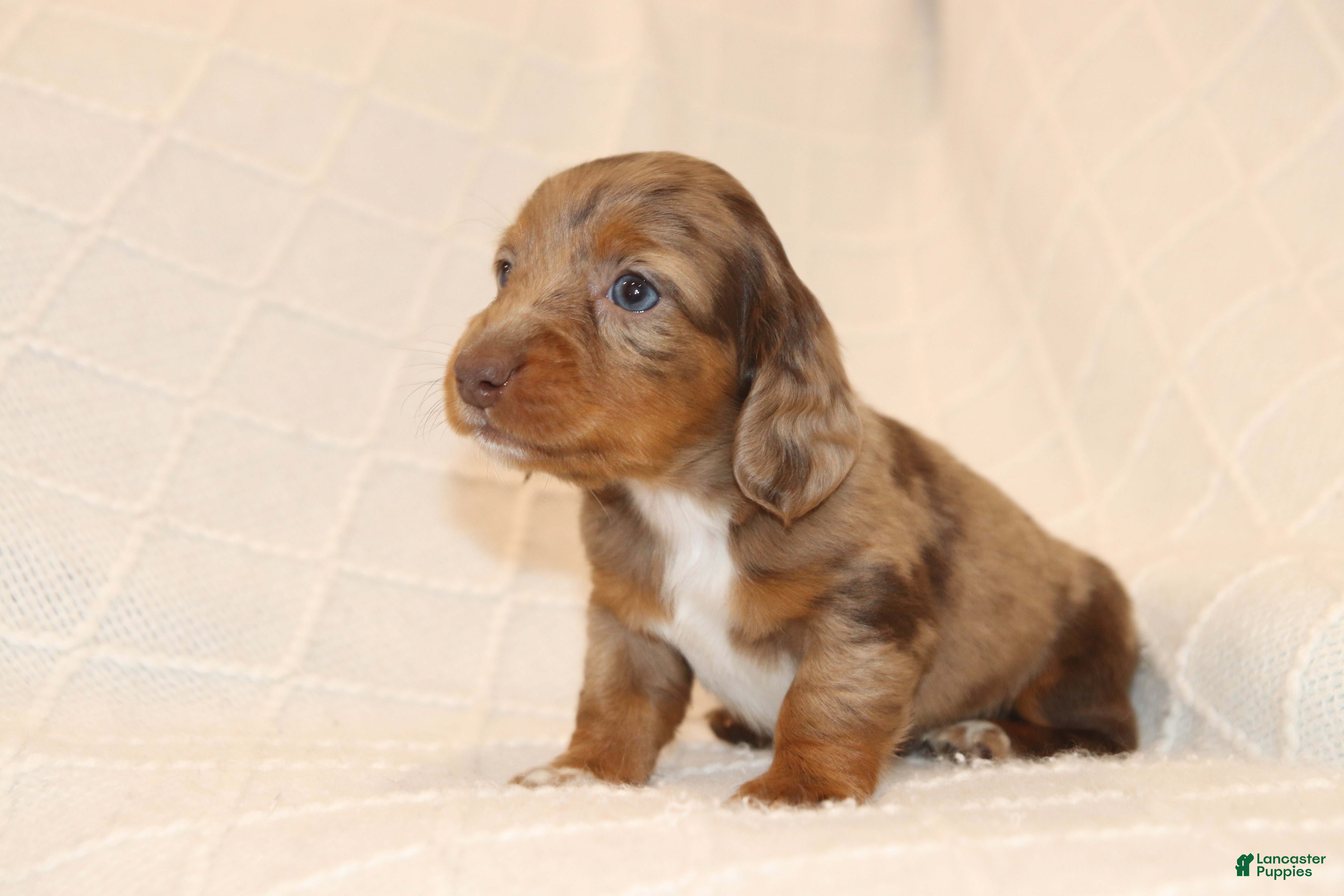 Miniature Dachshund dogs Rusty - Ad 2