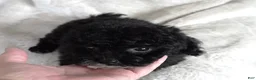 Toy Poodle dogs for sale: Toy Poodle 1 - Ad 2