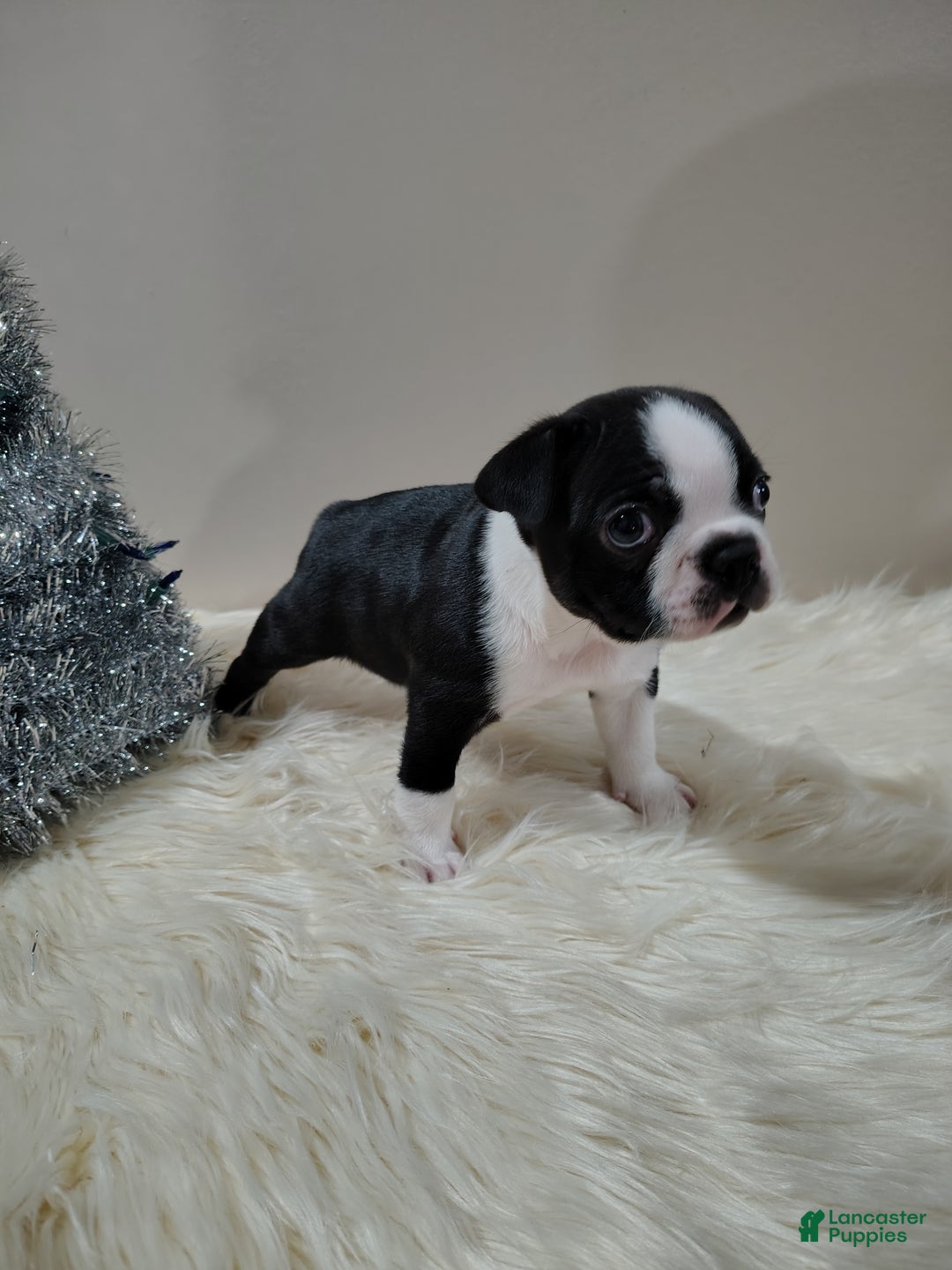 Boston Terrier dogs for sale: Boston Terrier Puppy 2 - Ad 2