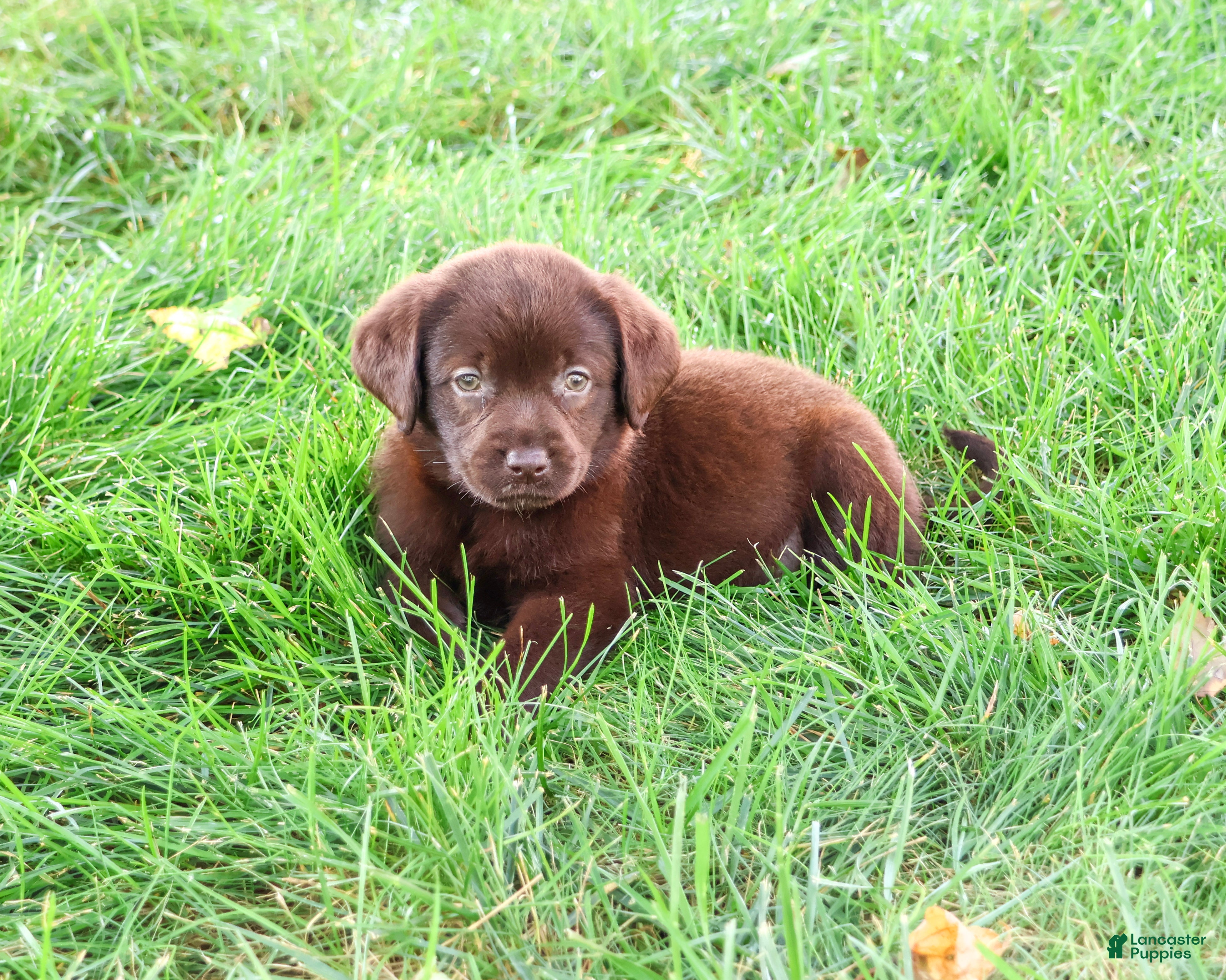 Labrador Retriever dogs Marie - Ad 35