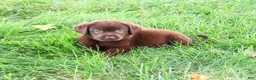 Labrador Retriever dogs for sale: Marie - Ad 1