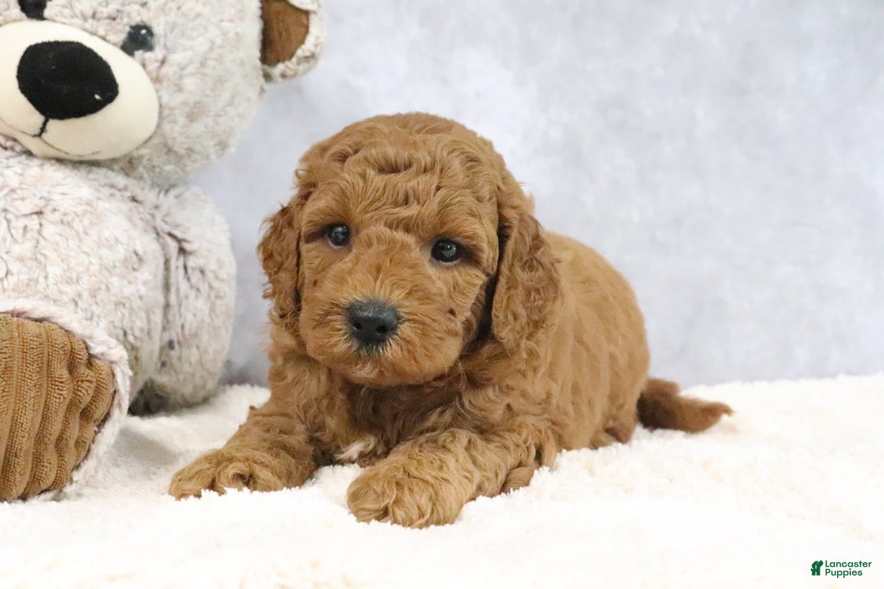 Mini Goldendoodle dogs for sale: Arnold - Ad 4