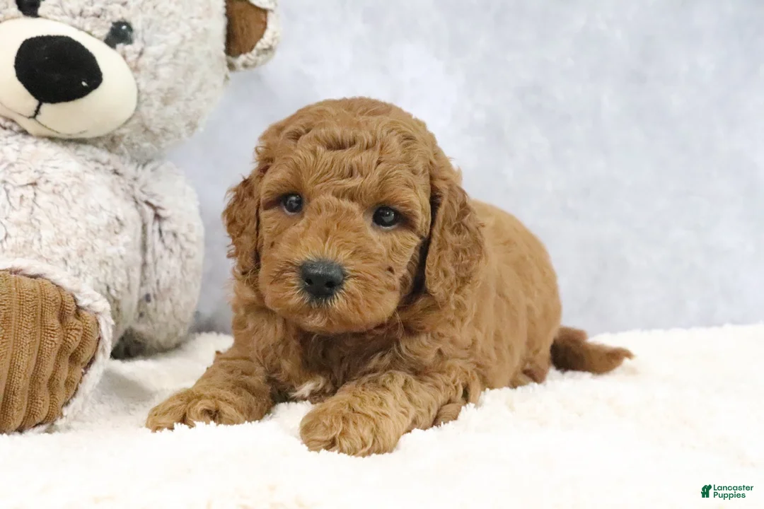 Mini Goldendoodle dogs for sale: Arnold - Ad 1