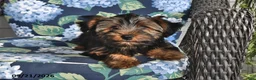 Yorkshire Terrier dogs for sale: Casey - Ad 5