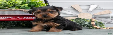 Jake