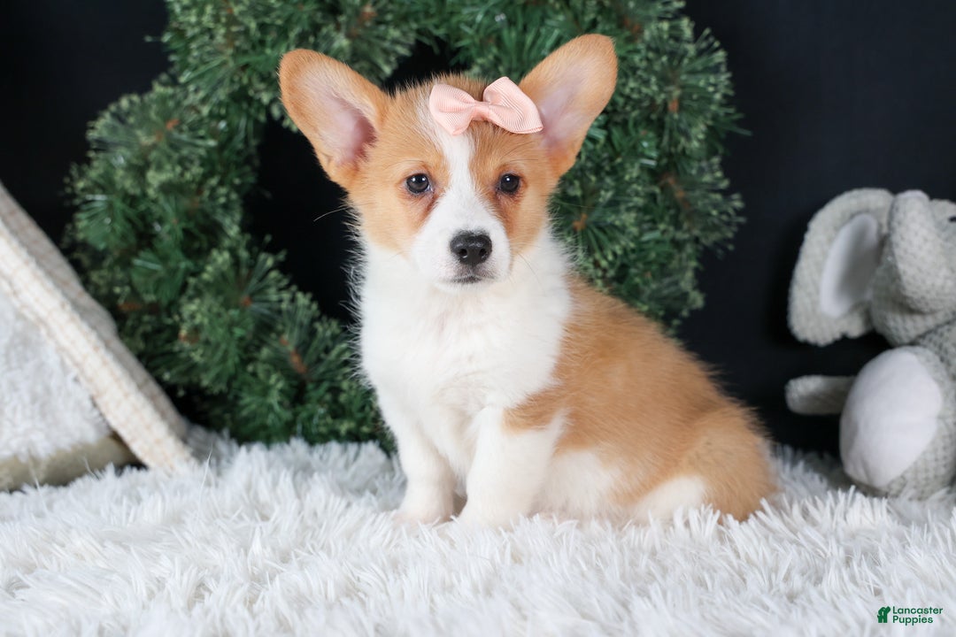 Welsh Corgi Pembroke dogs for sale: Iris - Ad 14