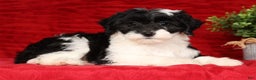 Mini Sheepadoodle dogs for sale: Sophia - Ad 3