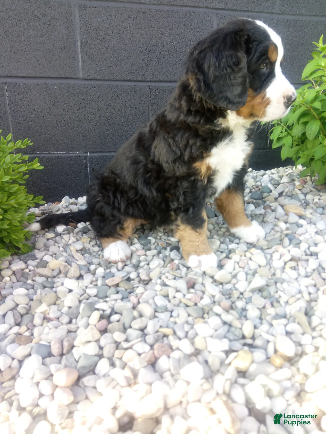 Bernese Mountain Dog dogs for sale: Megan  - Ad 5