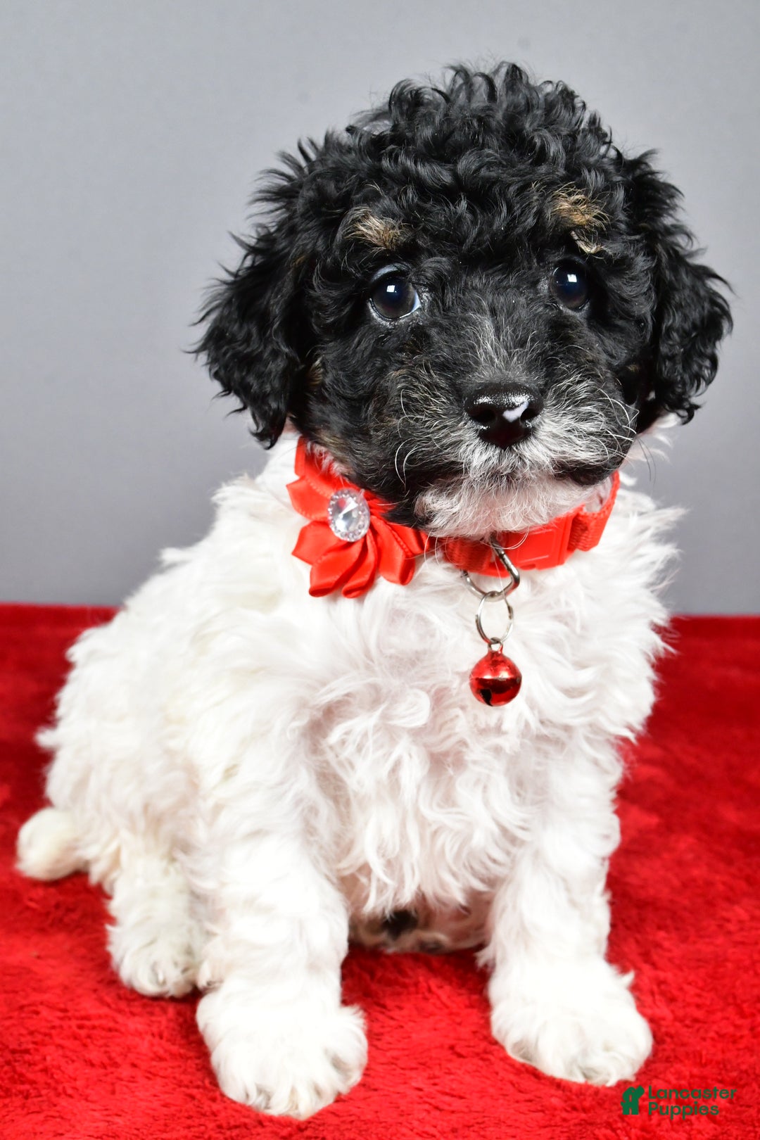 Miniature Poodle dogs for sale: April - Ad 9