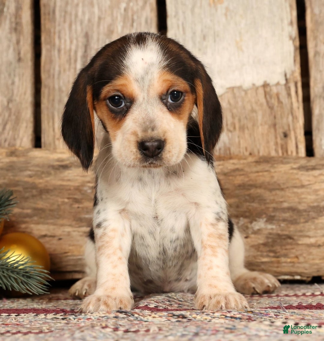 Beagle dogs for sale: Jolly - Ad 3