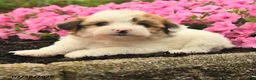 Mixed Breed dogs for sale: Gail - Ad 4